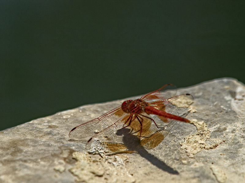 Neuras, Dragonfly